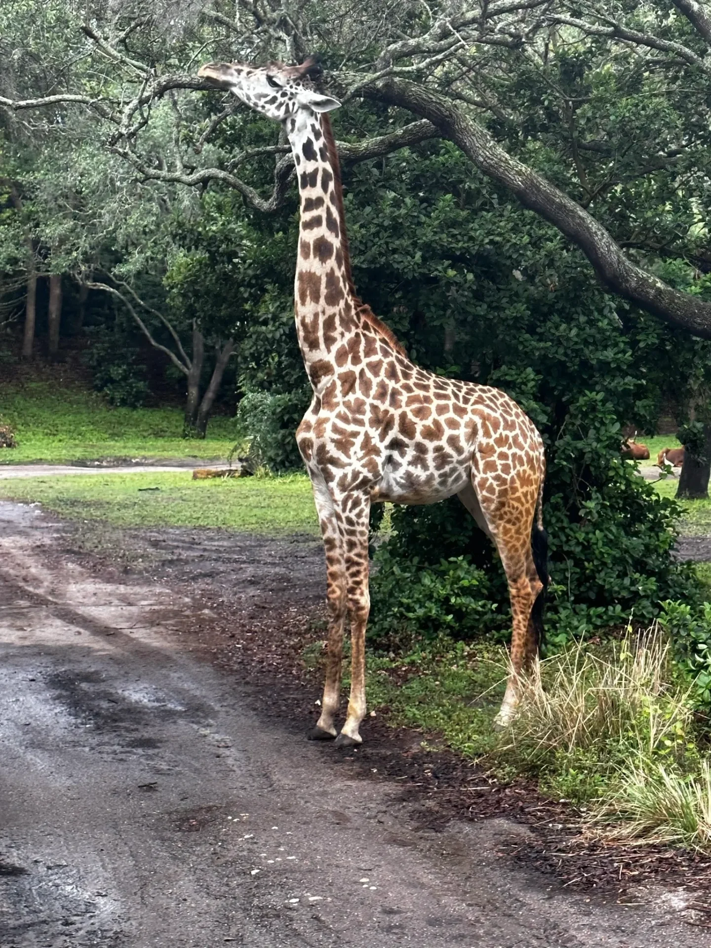 A giraffe standing on the side of a road.