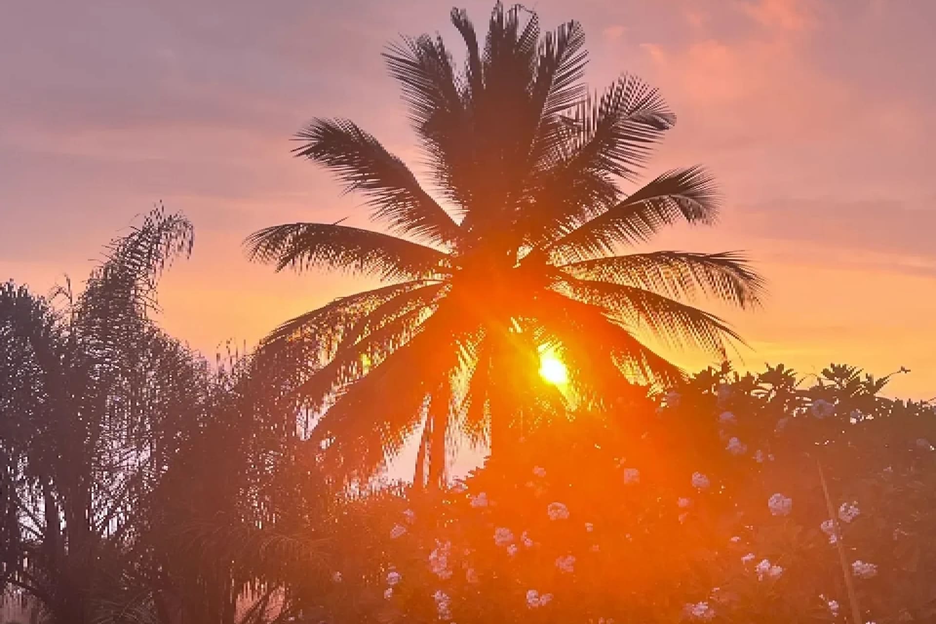 A palm tree with the sun setting behind it.